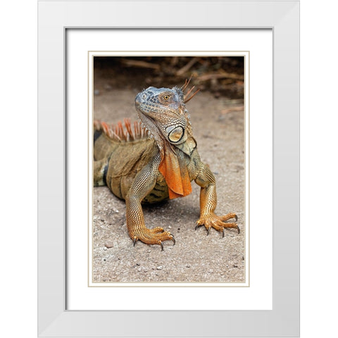 Green Iguana-Costa Rica White Modern Wood Framed Art Print with Double Matting by Jones, Adam