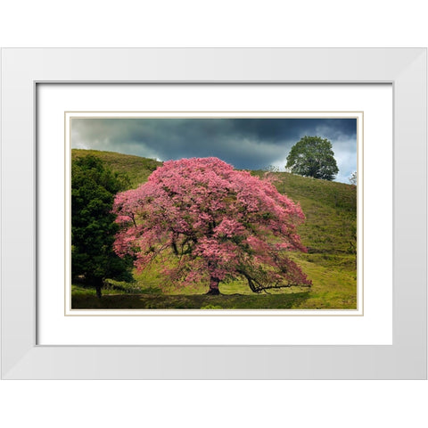 Single large flowering tree-Costa Rica White Modern Wood Framed Art Print with Double Matting by Jones, Adam