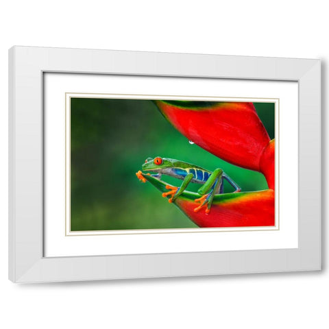 Red-eyed Treefrog-Costa Rica White Modern Wood Framed Art Print with Double Matting by Jones, Adam