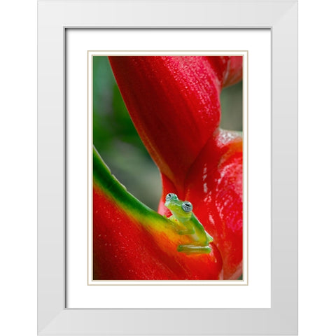 Ghost Glass Frog-Costa Rica White Modern Wood Framed Art Print with Double Matting by Jones, Adam
