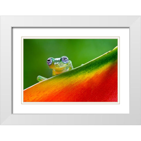 Ghost Glass Frog-Costa Rica White Modern Wood Framed Art Print with Double Matting by Jones, Adam