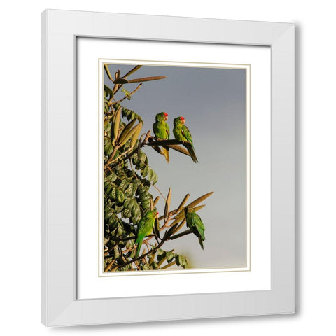 Red-lored Parrots-Costa Rica White Modern Wood Framed Art Print with Double Matting by Jones, Adam
