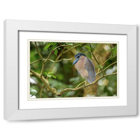 Boat billed Heron-Costa Rica White Modern Wood Framed Art Print with Double Matting by Jones, Adam
