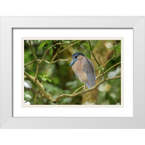 Boat billed Heron-Costa Rica White Modern Wood Framed Art Print with Double Matting by Jones, Adam