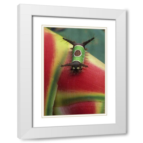 Costa Rica, Caterpillar on Heliconia plant White Modern Wood Framed Art Print with Double Matting by Rotenberg, Nancy
