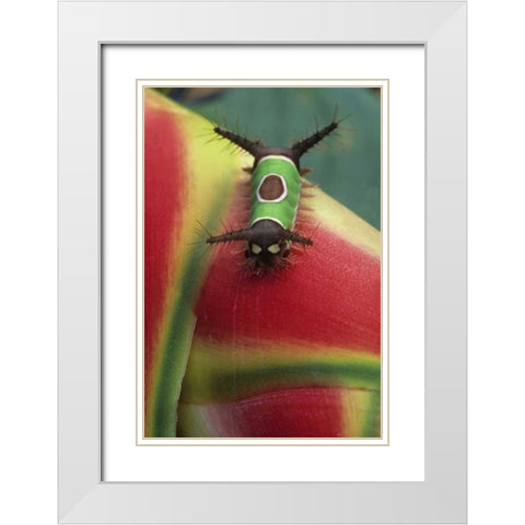 Costa Rica, Caterpillar on Heliconia plant White Modern Wood Framed Art Print with Double Matting by Rotenberg, Nancy
