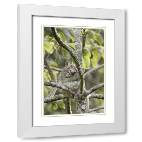 Costa Rica Three-toed sloth rests in a tree White Modern Wood Framed Art Print with Double Matting by Grall, Don