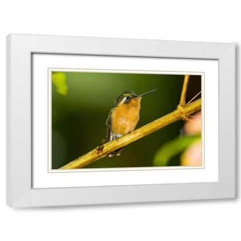 Costa Rica White-throated mountain-gem White Modern Wood Framed Art Print with Double Matting by Lord, Fred