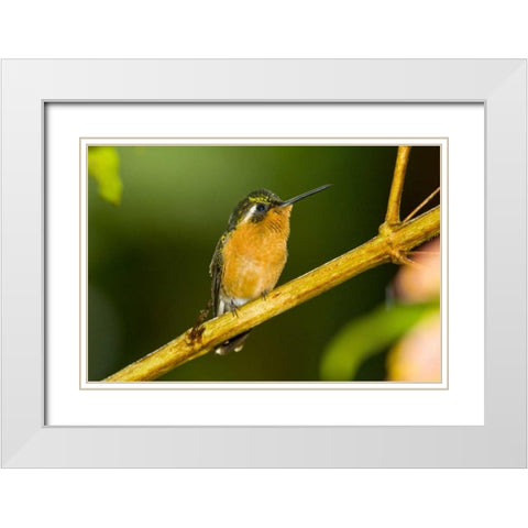 Costa Rica White-throated mountain-gem White Modern Wood Framed Art Print with Double Matting by Lord, Fred