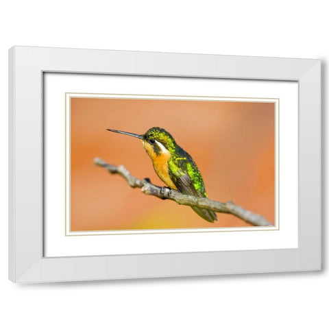 Costa Rica White-throated mountain-gem White Modern Wood Framed Art Print with Double Matting by Lord, Fred