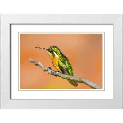 Costa Rica White-throated mountain-gem White Modern Wood Framed Art Print with Double Matting by Lord, Fred