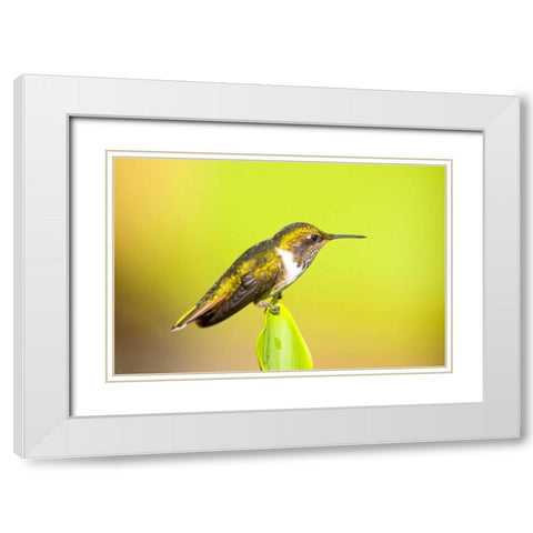 Costa Rica, Rio Savegre Scintillant hummingbird White Modern Wood Framed Art Print with Double Matting by Lord, Fred