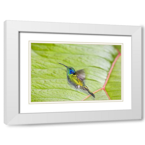 Costa Rica Green violet-ear hummingbird White Modern Wood Framed Art Print with Double Matting by Lord, Fred