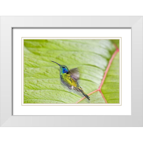 Costa Rica Green violet-ear hummingbird White Modern Wood Framed Art Print with Double Matting by Lord, Fred
