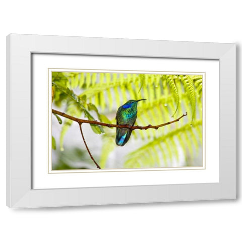 Costa Rica Green violet-ear hummingbird on limb White Modern Wood Framed Art Print with Double Matting by Lord, Fred
