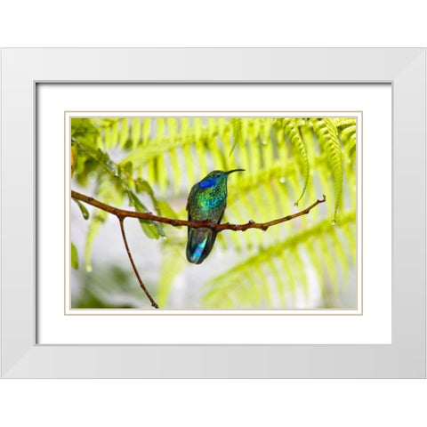 Costa Rica Green violet-ear hummingbird on limb White Modern Wood Framed Art Print with Double Matting by Lord, Fred