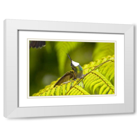 Costa Rica, Male White-throated mountain-gem White Modern Wood Framed Art Print with Double Matting by Lord, Fred