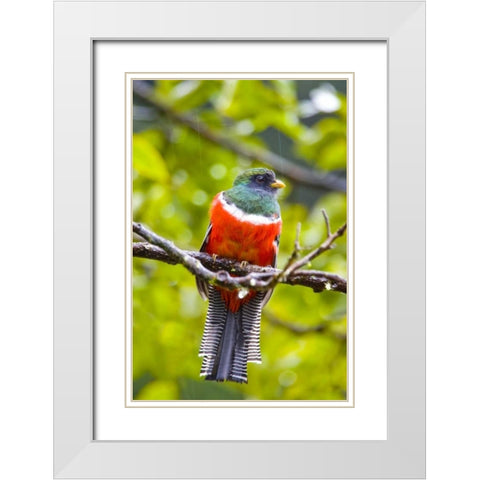 Costa Rica, Rio Savegre Male collared trogon White Modern Wood Framed Art Print with Double Matting by Lord, Fred