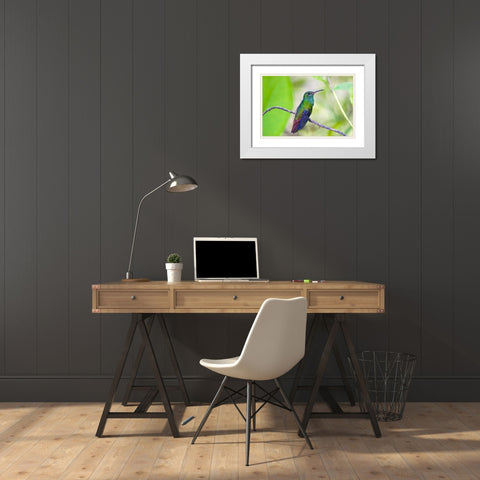 Costa Rica, Sarapiqui Rufous-tailed hummingbird White Modern Wood Framed Art Print with Double Matting by Lord, Fred
