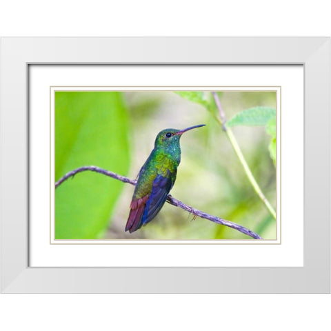 Costa Rica, Sarapiqui Rufous-tailed hummingbird White Modern Wood Framed Art Print with Double Matting by Lord, Fred