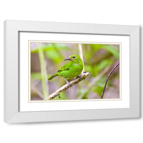 Costa Rica, Sarapiqui Green honeycreeper White Modern Wood Framed Art Print with Double Matting by Lord, Fred