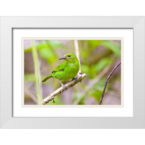 Costa Rica, Sarapiqui Green honeycreeper White Modern Wood Framed Art Print with Double Matting by Lord, Fred