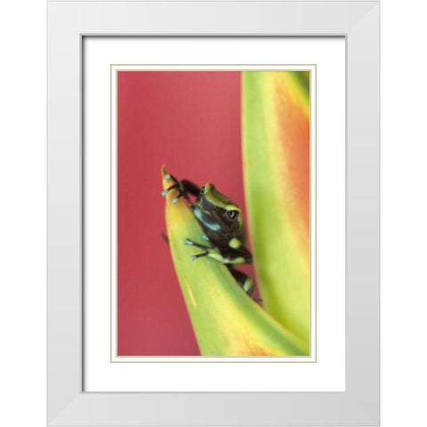 Costa Rica, Frog, Osa Peninsula White Modern Wood Framed Art Print with Double Matting by Rotenberg, Nancy