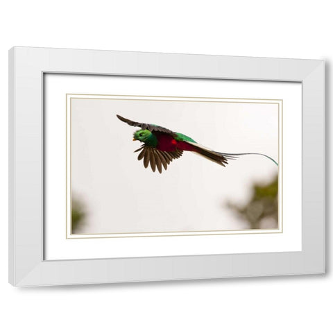 Costa Rica Resplendent quetzal in flight White Modern Wood Framed Art Print with Double Matting by Illg, Cathy and Gordon