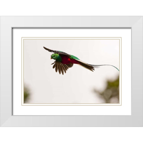 Costa Rica Resplendent quetzal in flight White Modern Wood Framed Art Print with Double Matting by Illg, Cathy and Gordon