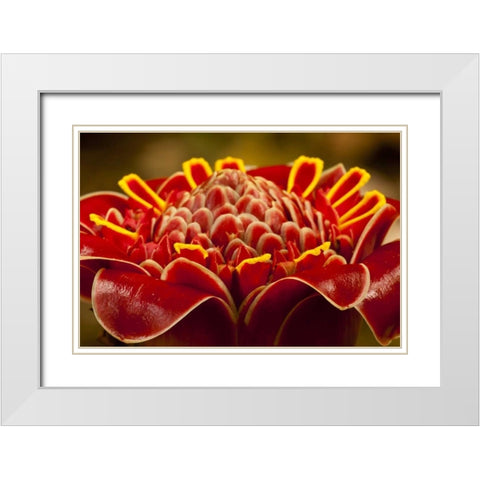 Costa Rica Red torch ginger blossom White Modern Wood Framed Art Print with Double Matting by Illg, Cathy and Gordon