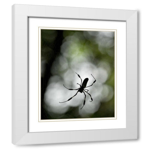 Costa Rica Female golden orb weaver spider White Modern Wood Framed Art Print with Double Matting by Bush, Marie