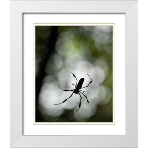 Costa Rica Female golden orb weaver spider White Modern Wood Framed Art Print with Double Matting by Bush, Marie