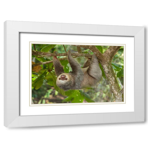 Costa Rica-Two-toed sloth hangs upside down in tree White Modern Wood Framed Art Print with Double Matting by Jaynes Gallery