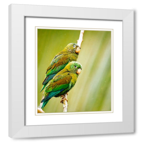 Costa Rica-parakeet perched White Modern Wood Framed Art Print with Double Matting by Theodore, George and Marilu