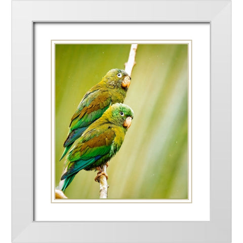 Costa Rica-parakeet perched White Modern Wood Framed Art Print with Double Matting by Theodore, George and Marilu