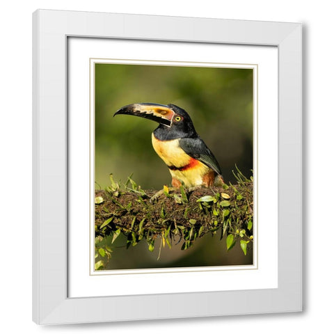 Collared Aracari- perched on branch- Costa Rica- Central America White Modern Wood Framed Art Print with Double Matting by McDonald, Joe and Maryann