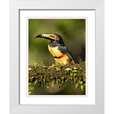Collared Aracari- perched on branch- Costa Rica- Central America White Modern Wood Framed Art Print with Double Matting by McDonald, Joe and Maryann