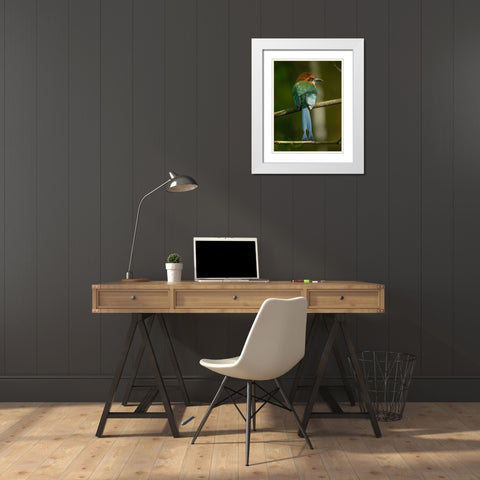 Broad-billed motmot on limb- Costa Rica- Central America White Modern Wood Framed Art Print with Double Matting by McDonald, Joe and Maryann