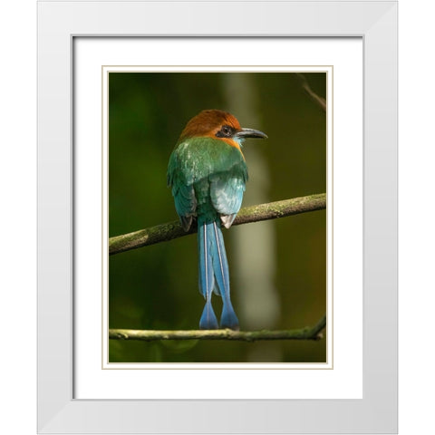 Broad-billed motmot on limb- Costa Rica- Central America White Modern Wood Framed Art Print with Double Matting by McDonald, Joe and Maryann