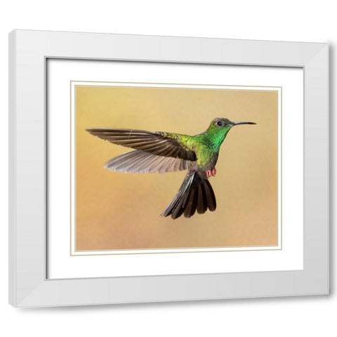 Bronze-tailed plumeleteer flying- Costa Rica- Central America White Modern Wood Framed Art Print with Double Matting by McDonald, Joe and Maryann