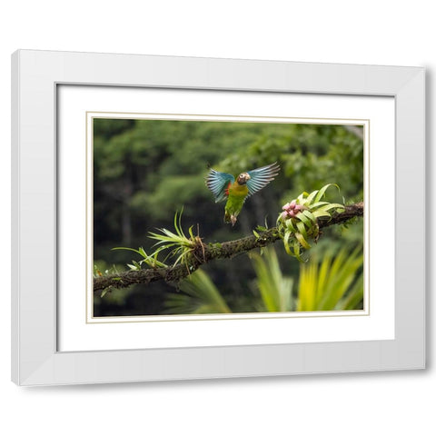 Brown-hooded parrot- Costa Rica- Central America White Modern Wood Framed Art Print with Double Matting by McDonald, Joe and Maryann