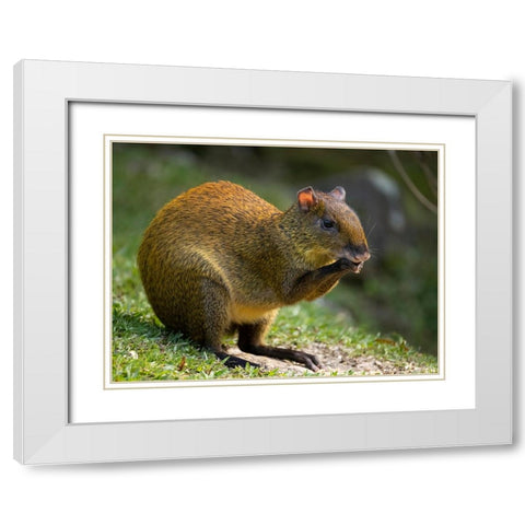 Central America Agouti- Bosque del Paz- Costa Rica White Modern Wood Framed Art Print with Double Matting by McDonald, Joe and Maryann
