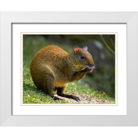 Central America Agouti- Bosque del Paz- Costa Rica White Modern Wood Framed Art Print with Double Matting by McDonald, Joe and Maryann