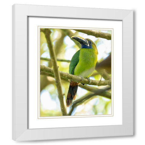 Emerald Toucanet- Costa Rica- Central America White Modern Wood Framed Art Print with Double Matting by McDonald, Joe and Maryann