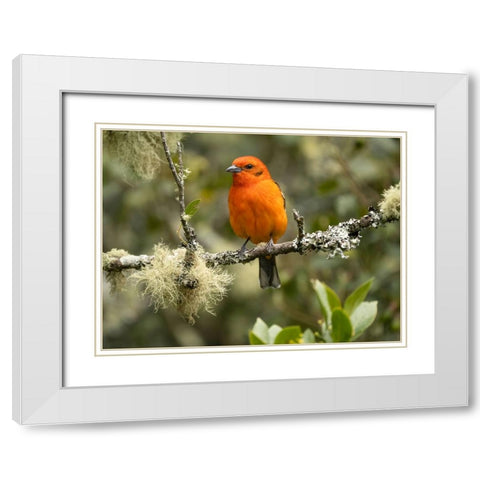 Flame-colored tanager- Costa Rica- Central America White Modern Wood Framed Art Print with Double Matting by McDonald, Joe and Maryann