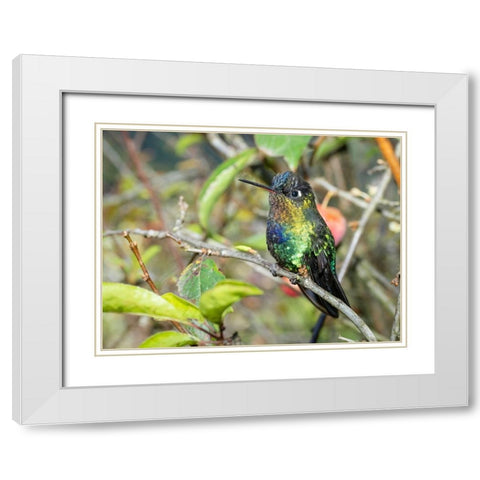 Fiery-throated hummingbird- Costa Rica- Central America White Modern Wood Framed Art Print with Double Matting by McDonald, Joe and Maryann