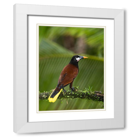 Montezuma oropendola- Costa Rica- Central America White Modern Wood Framed Art Print with Double Matting by McDonald, Joe and Maryann