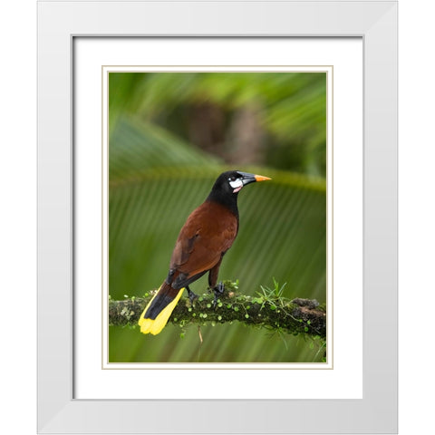 Montezuma oropendola- Costa Rica- Central America White Modern Wood Framed Art Print with Double Matting by McDonald, Joe and Maryann