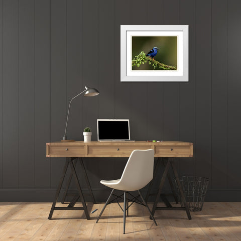 Red-legged honeycreeper- Costa Rica- Central America White Modern Wood Framed Art Print with Double Matting by McDonald, Joe and Maryann