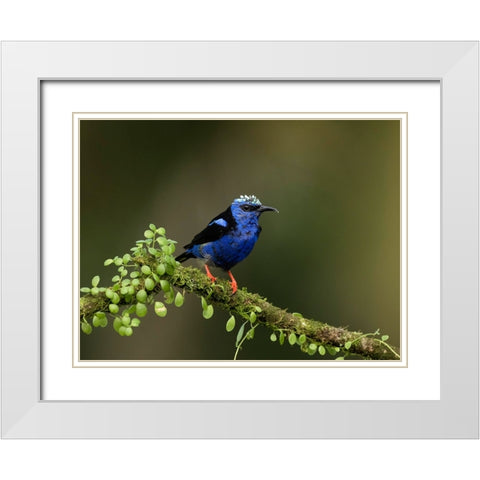 Red-legged honeycreeper- Costa Rica- Central America White Modern Wood Framed Art Print with Double Matting by McDonald, Joe and Maryann